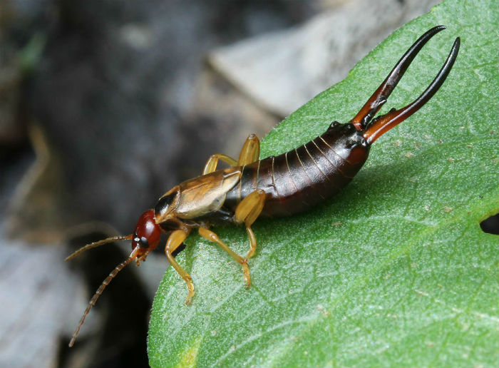 Earwig